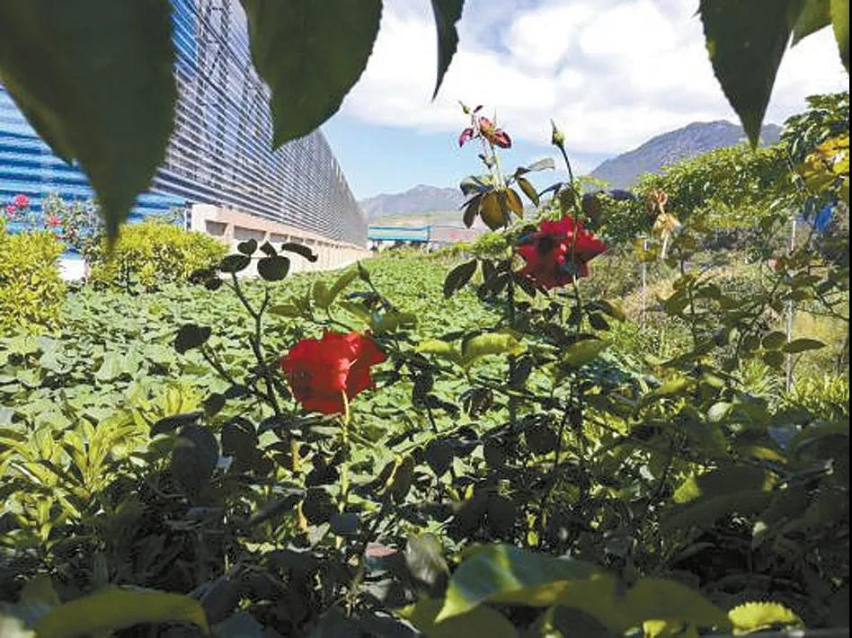 1604370414703236.jpg 微信圖片_20201103102659.jpg